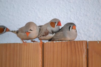 DSC_0061.JPG