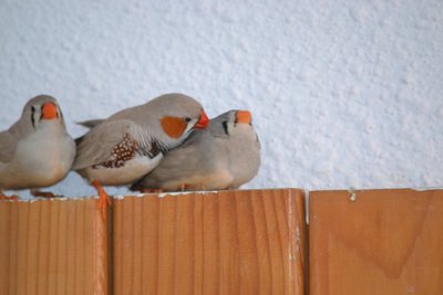 DSC_0060.JPG