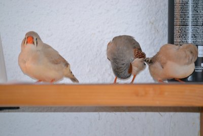 DSC_0048.JPG