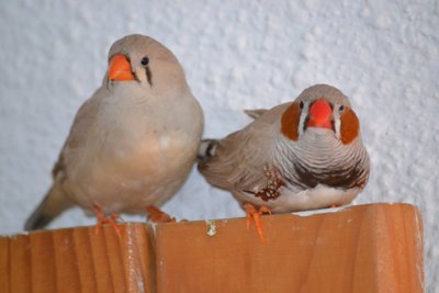 DSC_0077.JPG