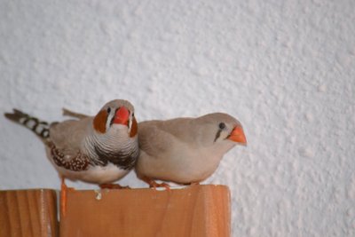 DSC_0062.JPG