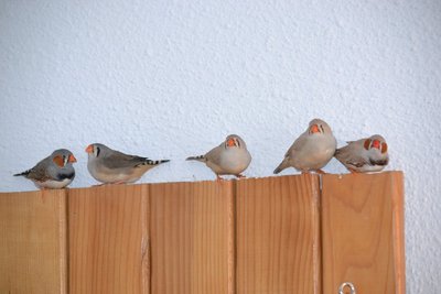 DSC_0073.JPG