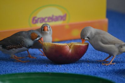 DSC_0117.JPG