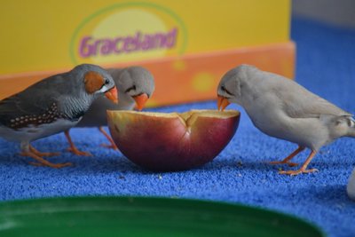 DSC_0116.JPG