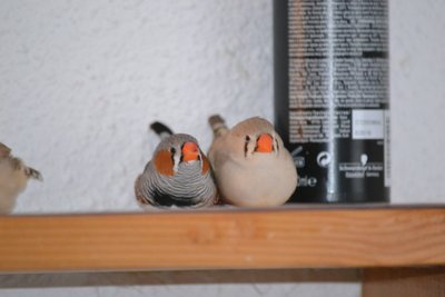 DSC_0050.JPG