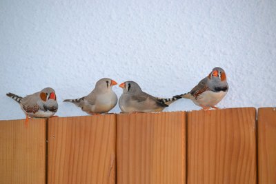 DSC_0024.JPG
