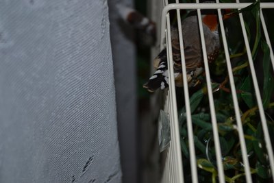 DSC_0003.JPG