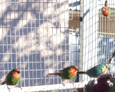 Parrots.JPG