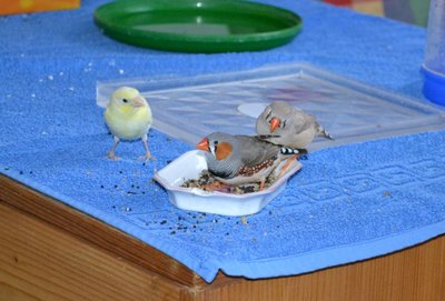 DSC_0013 (Large).JPG