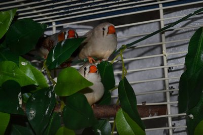 DSC_0046.JPG