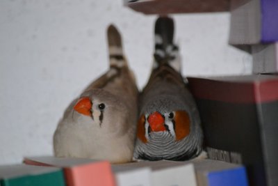 DSC_0038.JPG