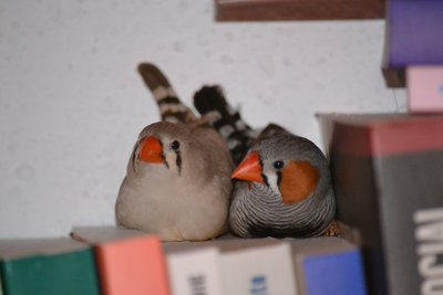 DSC_0037.JPG