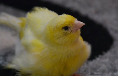 DSC_0084x.jpg