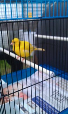 canary......................jpg