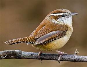 South Carolina wren.jpg
