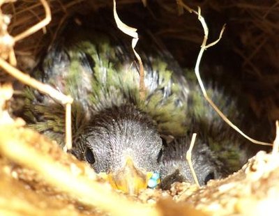 Parrot babies.JPG