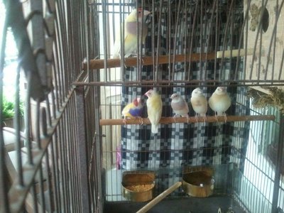 Hen in foreground.  Cock back row on left.  Middle bird with apricot head.