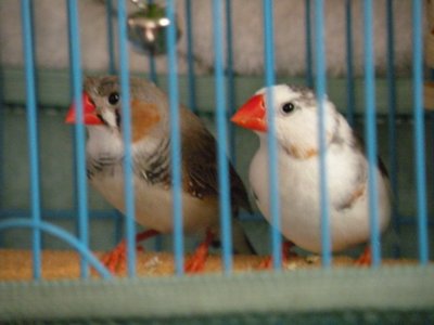finches 004.JPG