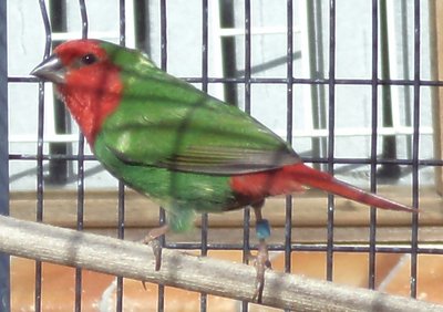 The first male I bought this morning.