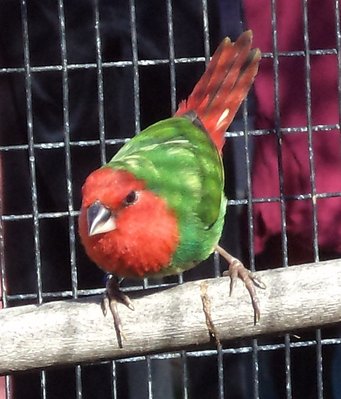 The 2nd male (more pied).