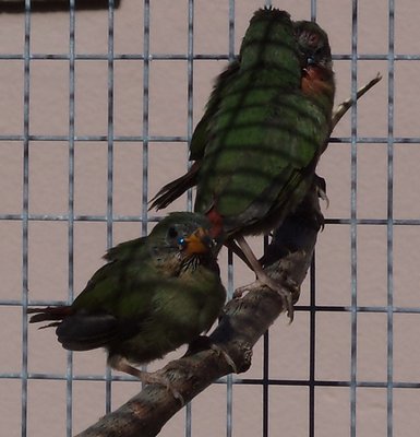 Female in the front