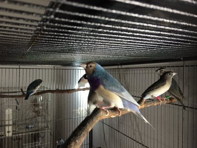 Pastel male.JPG
