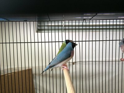 Blue female.JPG