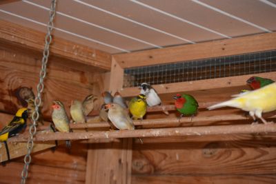 Shelter birds.jpg