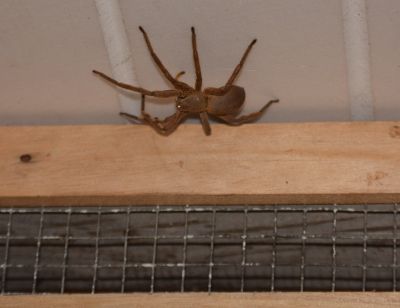 Spidy.jpg