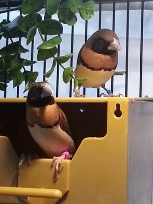 7-27 CBMs nest box hung 2.jpg