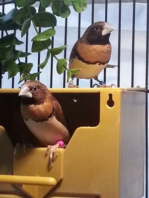 7-27 CBMs nest box hung.jpg