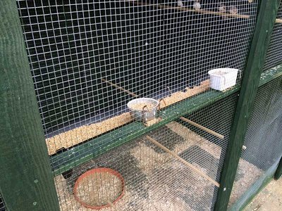 Seed through made from a 3' length of half guttering. The birds also have one for water as well.
