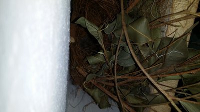 close shot from the side of the shelving .. seems to be this is where the entrance of the nest is .. work of art