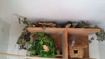 nests and cherry head close to the exit of his nest