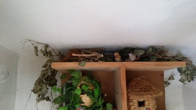 in the top left u can see the nest between the top of the shelve and the ceiling..and also the male cherry head guarding the nest and hissing at everyone who goes close to his humble abode