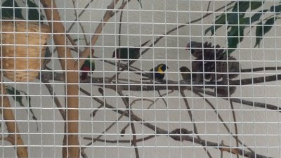 the pair of parrot finches.. the pair of cubans and a hecks finch.. the bamboo nest on the left is the cubans nest