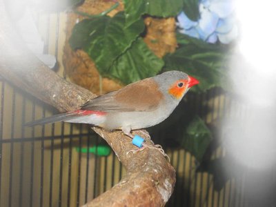 #1 3-22-13 Finches2.jpg