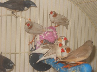 #4 7-30-14 Finches11.JPG