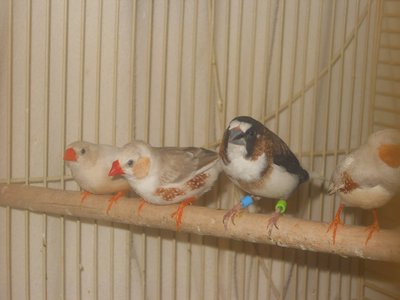 #5 7-30-14 Finches9.JPG