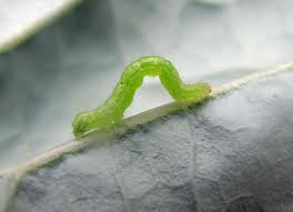 inch worm.jpg
