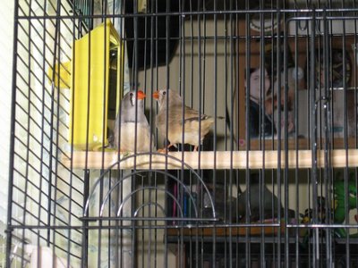 Rose (left) and Crunch (right)