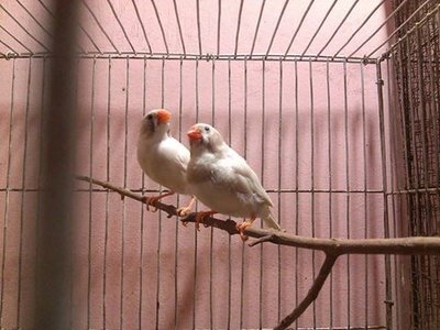 bc pair.......................jpg