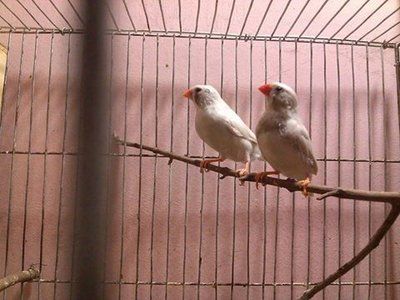 bc pair.......jpg