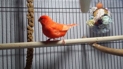 Red Factored Male