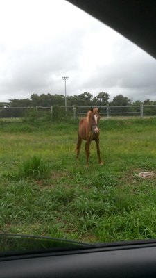 Here is a stray horse!