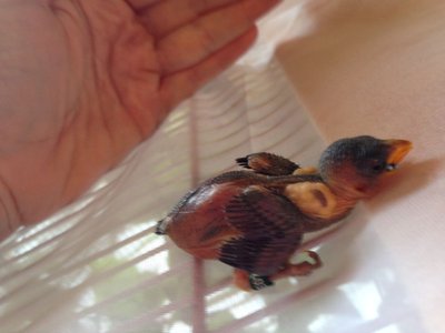 Can you see his tiny eyes
