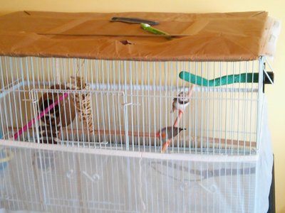 attaches at the top and bottom of the cage and has small &quot;steps&quot; to climb into it.  they love to pull on the ropes, etc.