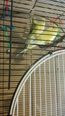Yellow parakeet.