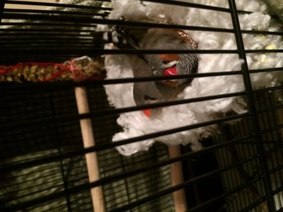 Mommy and daddy- Gidget and Percy
