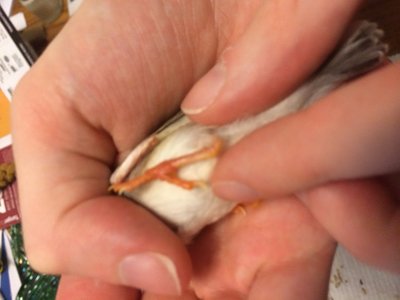 A close up of the leg in question